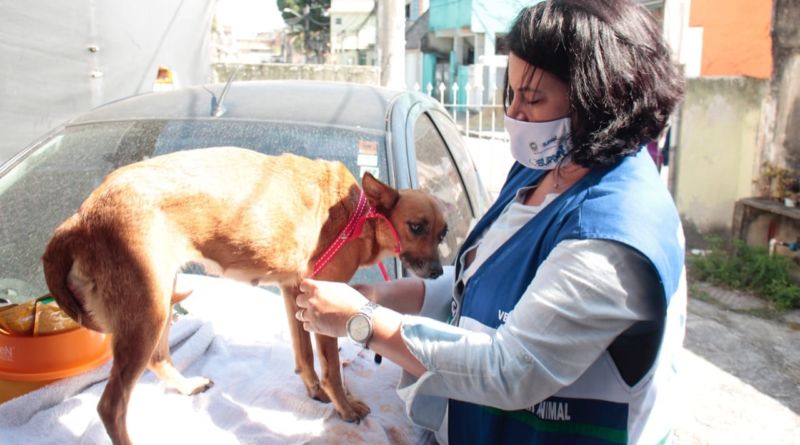 Equipe resgata cadela que sofria maus-tratos