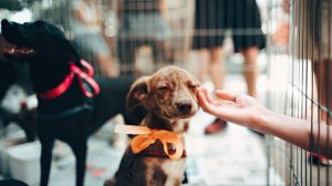 Cachorro Adoção ComCausa