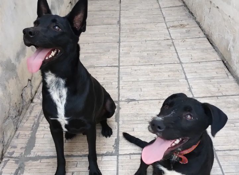 Dia Nacional dos Animais
