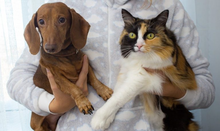Castração de animais